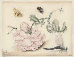 A Rose and Five Insects by Unknown Artist