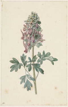 Bloeiende Corydalis bulbosa by Jan Jacob Goteling Vinnis