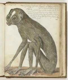 Ceylonse luiaard by Jan Brandes