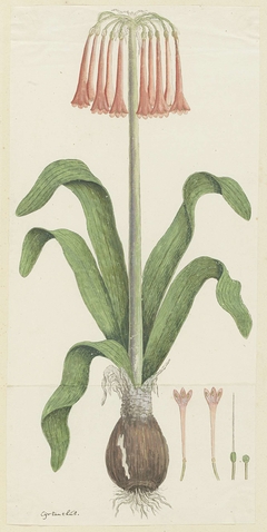 Cyrtanthus carneus, met detailstudies van de bloeiwijze by Robert Jacob Gordon