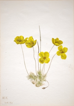 Desert Poppy (Eschscholtzia glyptosperma) by Mary Vaux Walcott