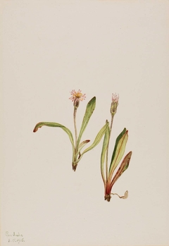 False Dandelion (Agoseris carnea) by Mary Vaux Walcott