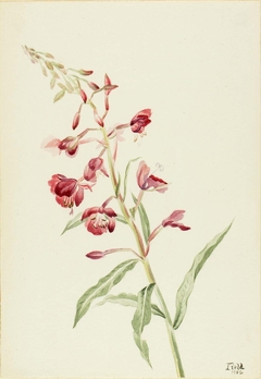 Fireweed (Epilobium angustifolium) by Mary Vaux Walcott