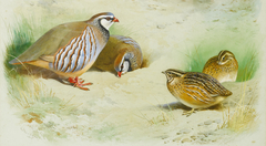 French partridge and chicks. by Archibald Thorburn