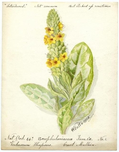 Great Mullein (Verbascum thapsus) - William Catto - ABDAG016100 by William Catto