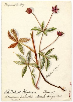 Marsh Cinque-Foil (Comarum palustre) - William Catto - ABDAG016058 by William Catto