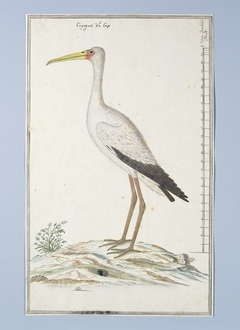 Nimmerzat (Mycteria ibis) by Robert Jacob Gordon