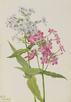 Perennial Phlox (Phlox paniculata) by Mary Vaux Walcott