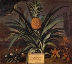 Pineapple grown in Sir Matthew Decker's garden at Richmond, Surrey by Theodorus Netscher