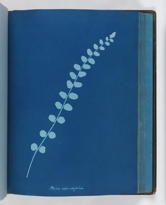 Pteris rotundifolia by Anna Atkins