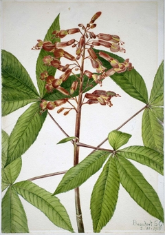 Red Buckeye (Aesculus pavia) by Mary Vaux Walcott