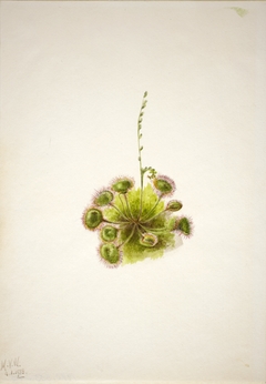 Roundleaf Sundew (Drosera rotundifolia) by Mary Vaux Walcott