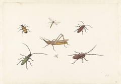 Sheet with Seven Different Insects by Pieter Withoos