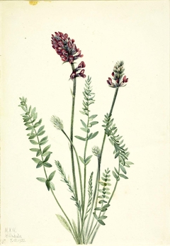 Showy Oxytrope (Oxytropis splendens) by Mary Vaux Walcott