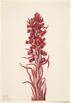 Snow Plant (Sarcodes sanguinea) by Mary Vaux Walcott