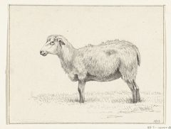 Staand schaap, naar links by Jean Bernard