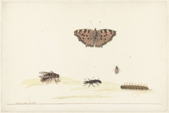 Studieblad met verschillende insecten by Rochus van Veen