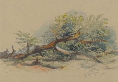 Study of a Cut Down Tree by Friedrich Carl von Scheidlin