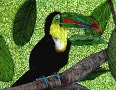 Toucan by John Stuart