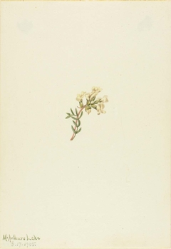 Untitled--Flower Study by Mary Vaux Walcott