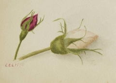 Untitled (Rosebuds) by Mary Vaux Walcott