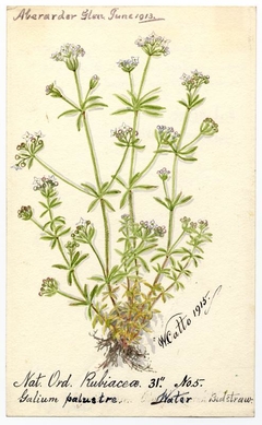 Water Bedstraw (galium palustre) - William Catto - ABDAG016406 by William Catto