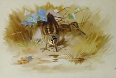 Woodcock in a sandy hollow. by Archibald Thorburn