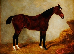 A Brown Horse in a Stable, with White Blaze and Three White Hocks by Anonymous