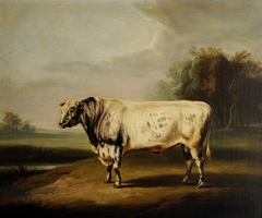 A Prize Grey Shorthorn Bull by a Pond by William Henry Davis