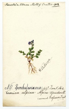 Alpine Speedwell (Veronica alpina) - William Catto - ABDAG016098 by William Catto