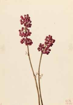 Beauty Berry (Callicarpa americana) by Mary Vaux Walcott