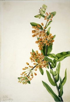 Butterfly Weed (Ascelpias tuberosa) by Mary Vaux Walcott