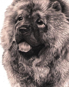 CHOW CHOW by Veri Apriyatno