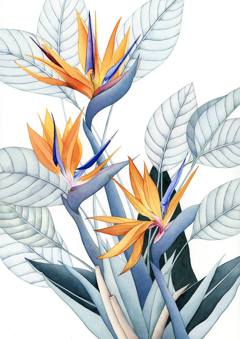 Composition with Bird Paradise by Anto ZV