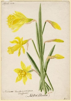 Daffodil - William Catto - ABDAG016017 by William Catto