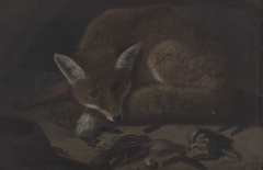 Ein Fuchs by Franz Rösel von Rosenhof