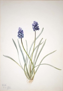 Grape Hyacinth (Muscari racemosum) by Mary Vaux Walcott