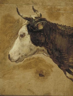 Head of a Cow by Nicolaes Pieterszoon Berchem