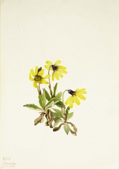 Lake Louise Arnica (Arnica louisiana) by Mary Vaux Walcott