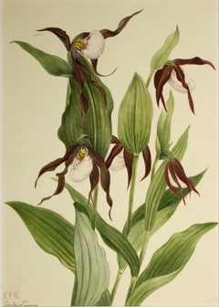 Mountain Lady's Slipper (Cypripedium montanum) by Mary Vaux Walcott