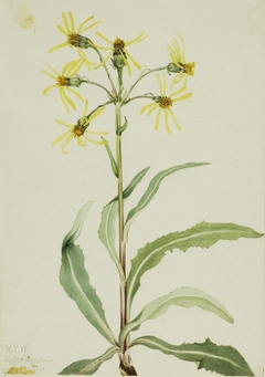 Mourning Groundsel (Senecio lugens) by Mary Vaux Walcott