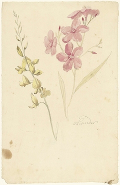 Oleander en brem by Elias van Nijmegen