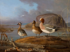 Pair of Wigeons and a Male Teal by Magnus von Wright