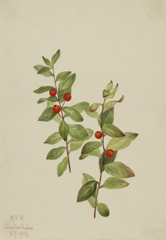 Red Comandra (Comandra livida) by Mary Vaux Walcott