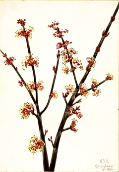 Red Maple (Acer rubrum) by Mary Vaux Walcott