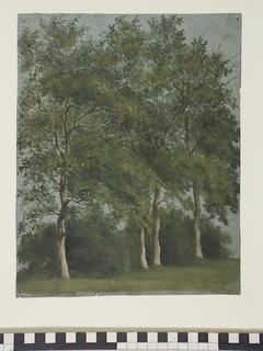 Studie van vier in het blad staande bomen by Jan Wessel van Delden