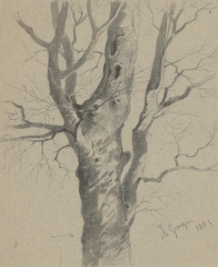 Study of a Knotted Tree Trunk by Friedrich Carl von Scheidlin