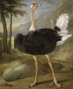 Study of an ostrich by Nicasius Bernaerts