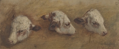 Study of Calfheads by Anders Askevold