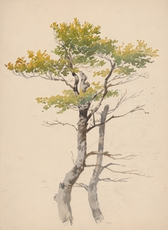 Study of Deciduous Tree by Friedrich Carl von Scheidlin